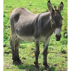 donkey b