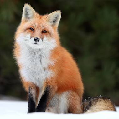 fox b