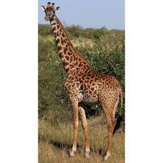 giraffe b
