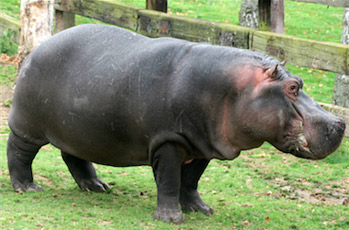 hippo b