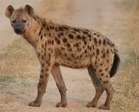 hyena b