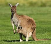 kangaroo s