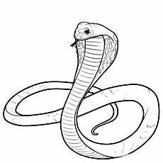 snake b